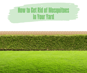 How to Get Rid of Mosquitoes in Your Yard. Grass and shrubs against brown fence.