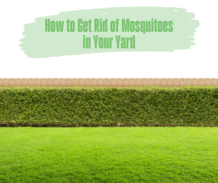 How to Get Rid of Mosquitoes in Your Yard
