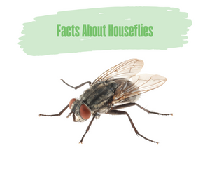 Facts About Houseflies. Close up of housefly on a white background.
