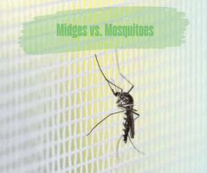 Midges vs. Mosquitoes. Mosquito on a screen.