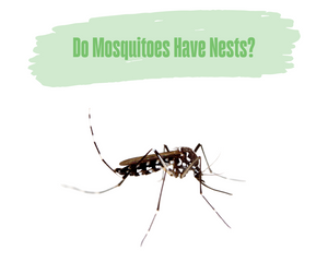 Do Mosquitoes Have Nests?