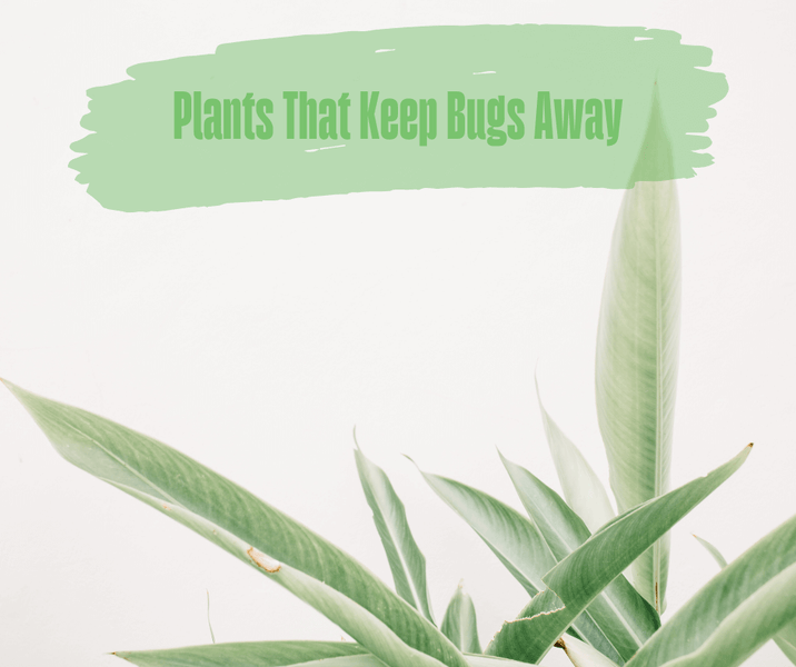 Plants That Keep Bugs Away