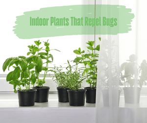 Indoor Plants That Repel Bugs. Several plants in containers sitting on a windowsill.