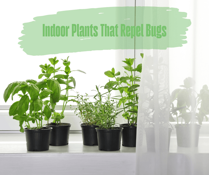 Indoor Plants That Repel Bugs