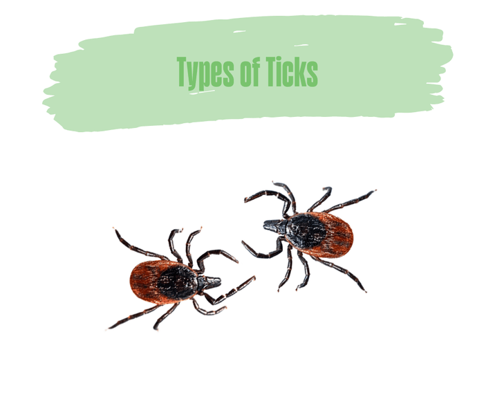 Types of Ticks