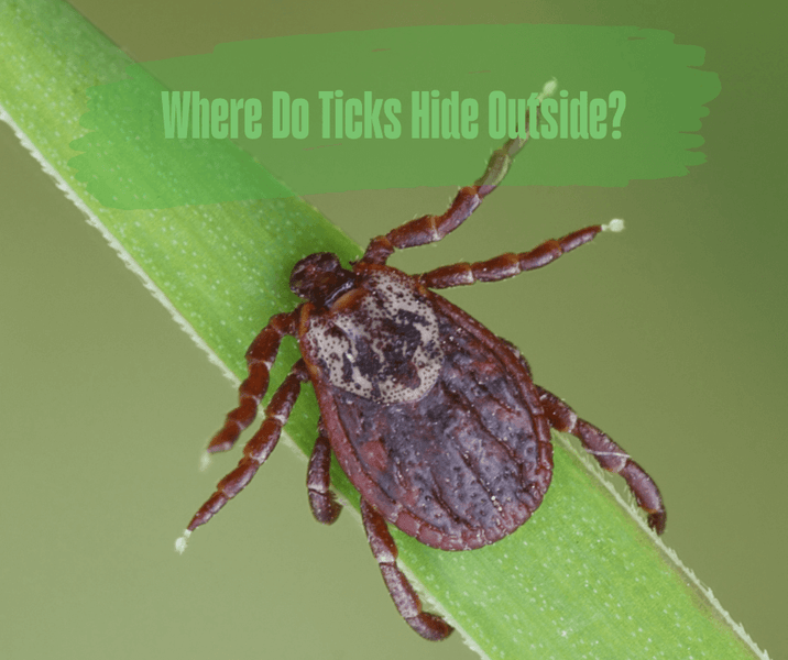 Where Do Ticks Hide Outside?