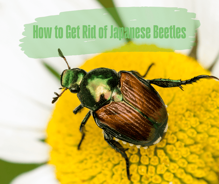 How to Get Rid of Japanese Beetles