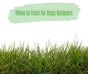 When to Treat for Bugs Outdoors. Tall grass with white background.
