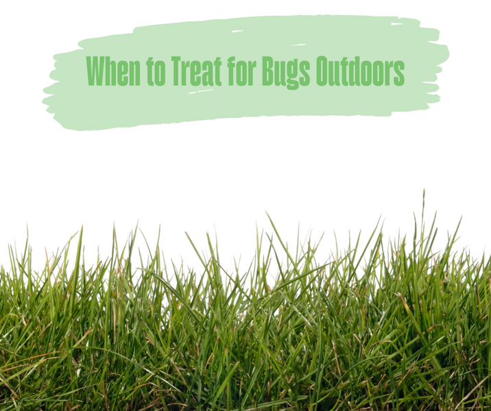 When to Treat for Bugs Outdoors