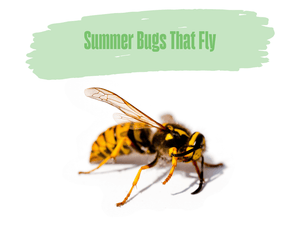 Summer Bugs That Fly. Yellow and black wasp.