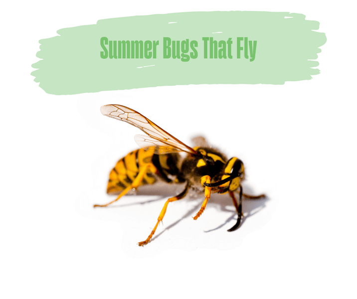Summer Bugs That Fly