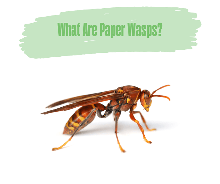 What Are Paper Wasps?