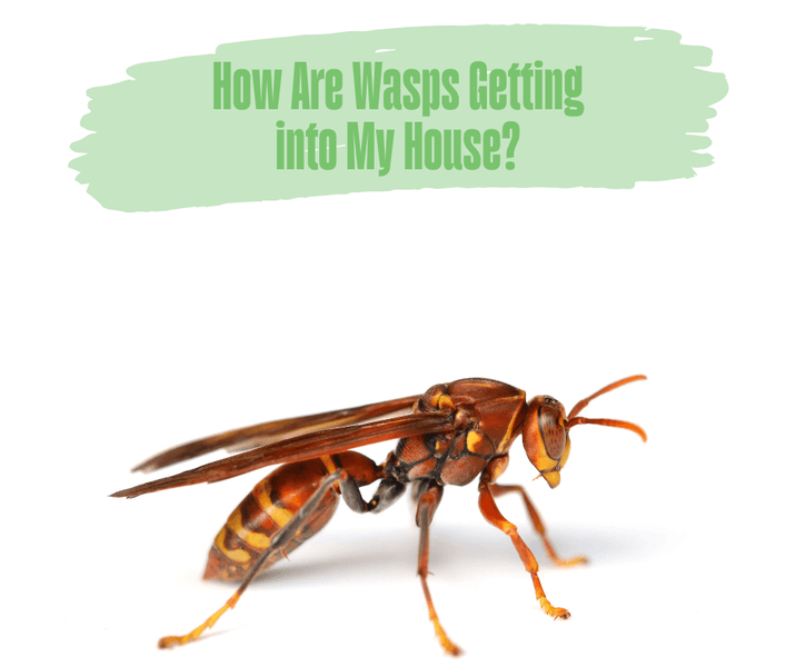 How Are Wasps Getting into My House?
