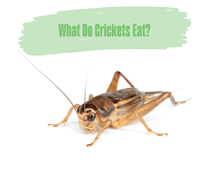 What Do Crickets Eat?