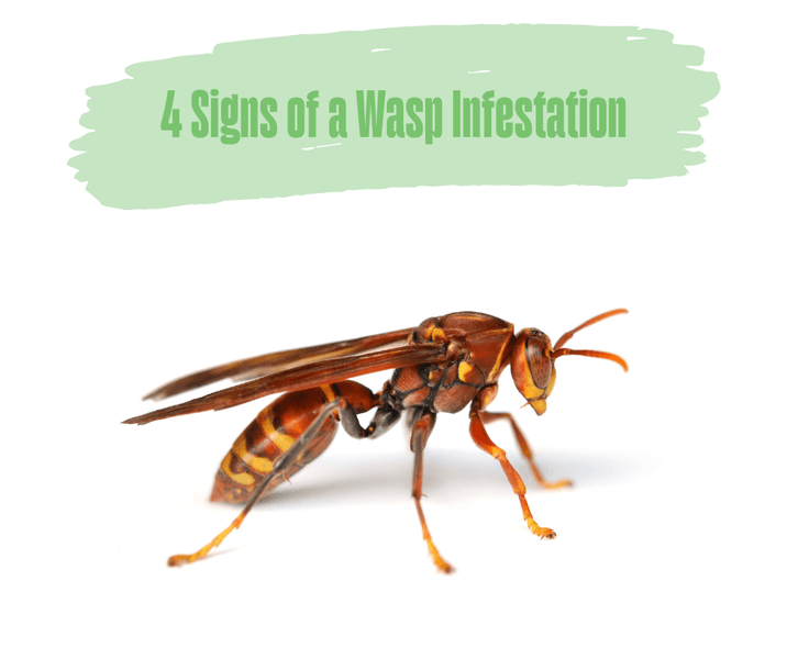 4 Signs of a Wasp Infestation
