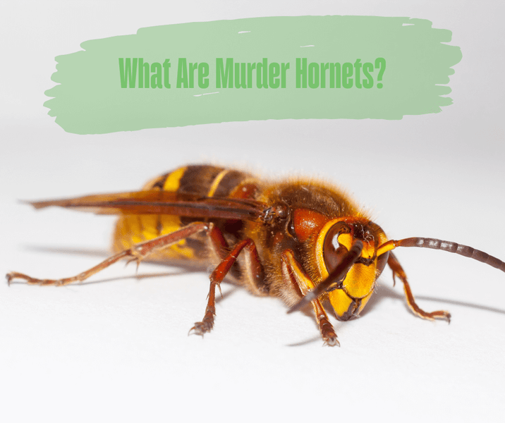 What Are Murder Hornets?