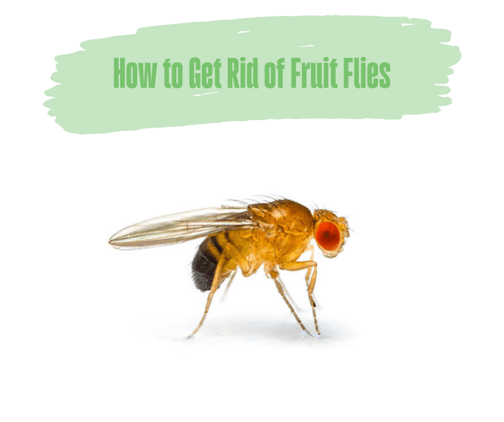 How to Get Rid of Fruit Flies