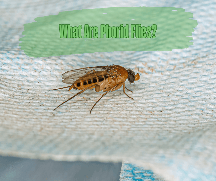 What Are Phorid Flies?