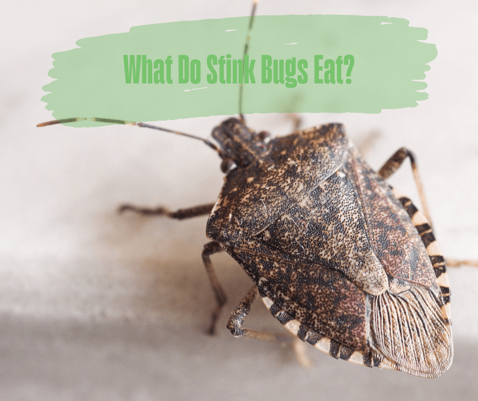 What Do Stink Bugs Eat? – Maggie's Farm Ltd