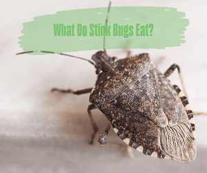 What Do Stink Bugs Eat? Stink bug sitting on light-colored surface.