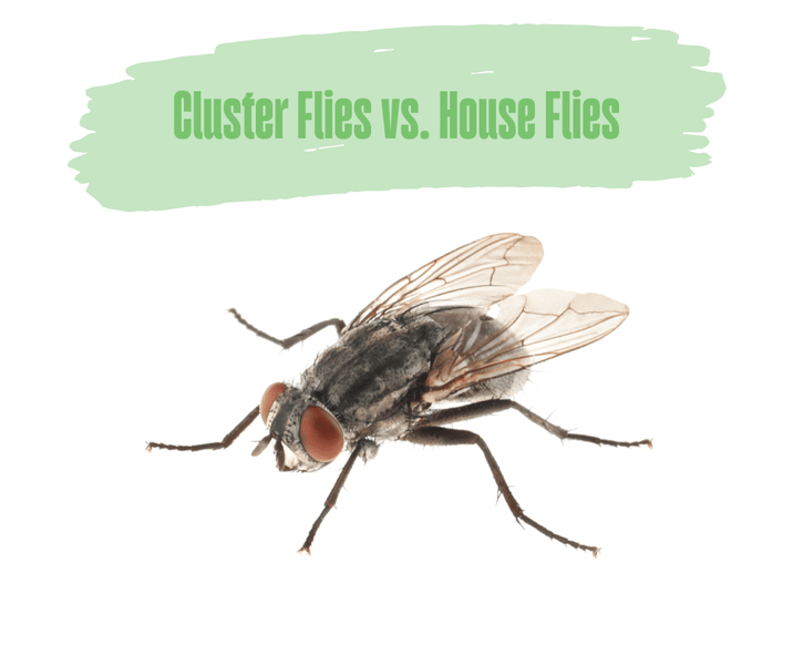 Cluster Flies vs. House Flies