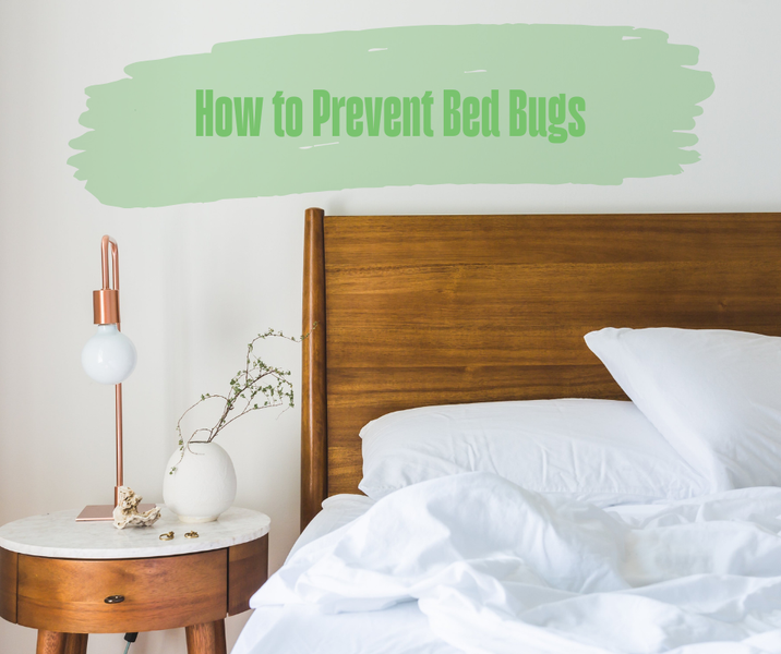 How to Prevent Bed Bugs