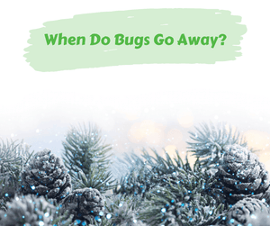 When Do Bugs Go Away? Close up of pine cones and tree branches with white background.