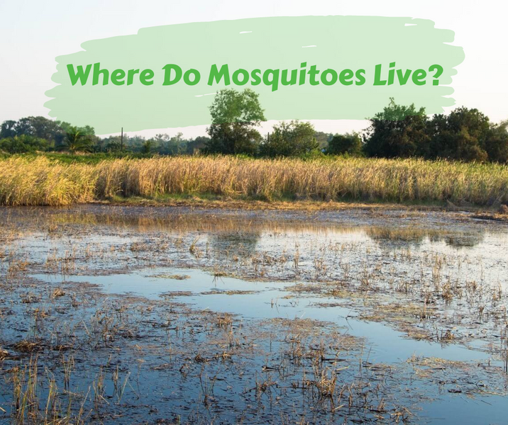 Where Do Mosquitoes Live?