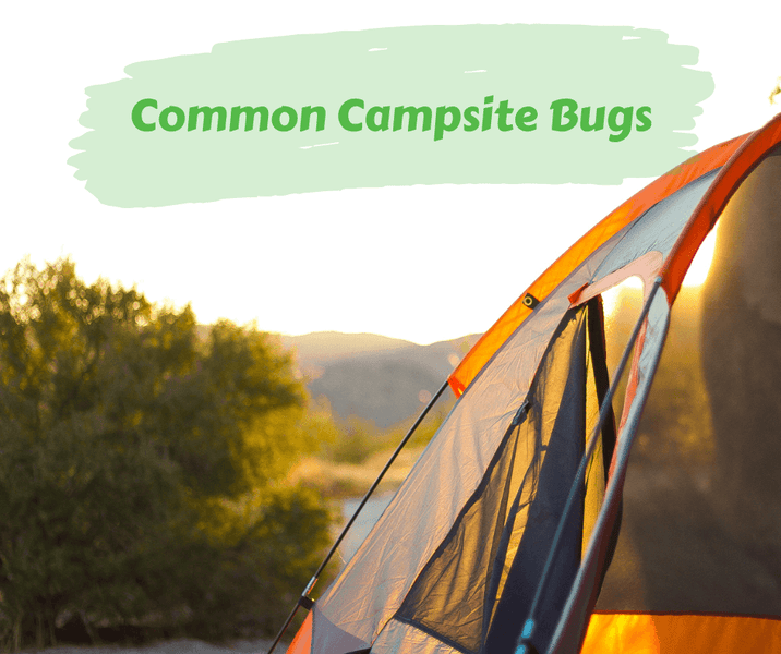 Common Campsite Bugs