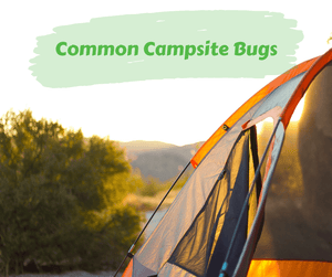 Common Campsite Bugs. Close up of tent with trees in background.