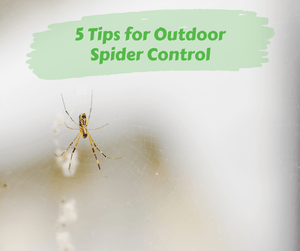 5 Tips for Outdoor Spider Control. Yellow and black spider hanging on web. Blurred background.