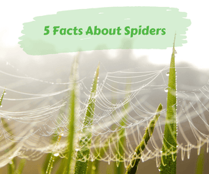 5 Facts About Spiders. Close up of spider web on blades of grass. 
