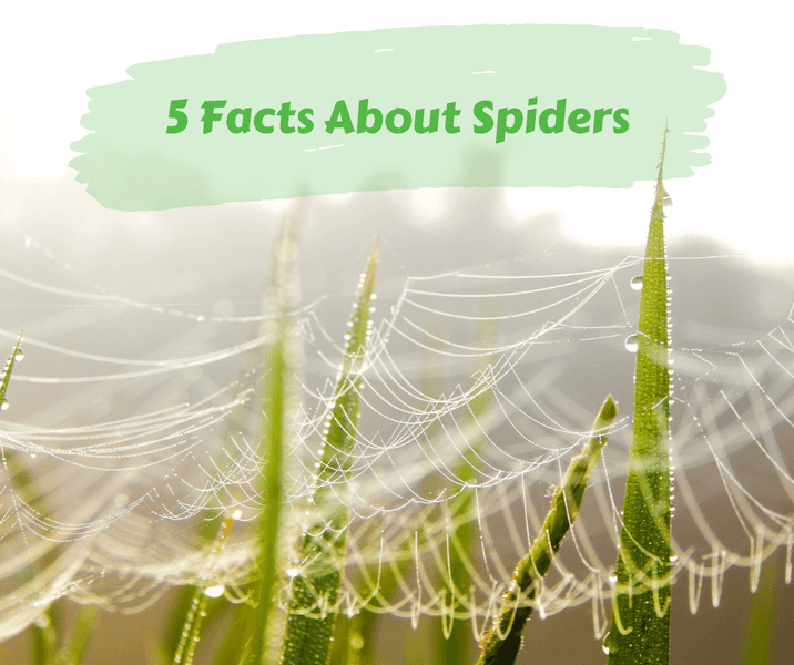 5 Facts About Spiders
