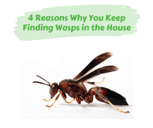 4 Reasons Why You Keep Finding Wasps in the House