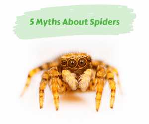 5 Myths About Spiders