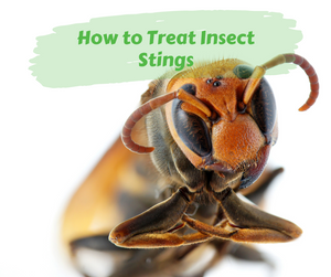 How to Treat Insect Stings. Close up of a wasp's face on a white background.