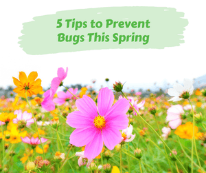 5 Tips to Prevent Bugs This Spring. Field of pink and yellow flowers.