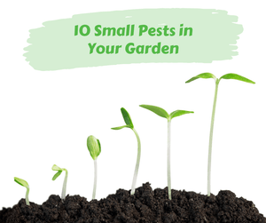 10 Small Pests in Your Garden. Soil with green seedlings. White background.