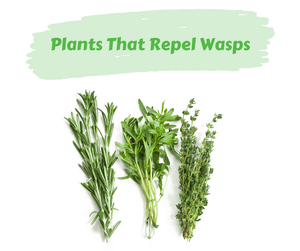 Plants That Repel Wasps. Sprigs of green herbs on white background.