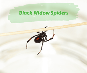 Black Widow Spiders. Black widow spider. 