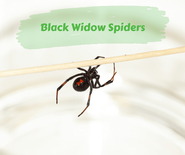 Black Widow Spiders