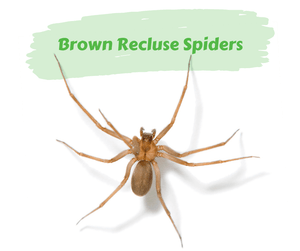 Brown Recluse Spiders. Brown recluse spider on white background.