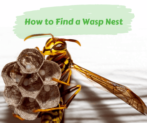How to Find a Wasp Nest