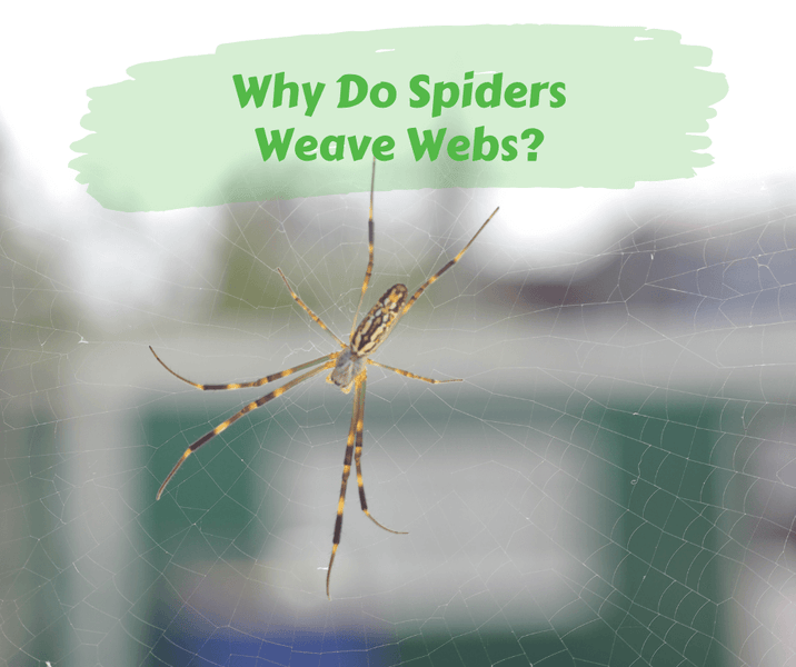 Why Do Spiders Weave Webs?