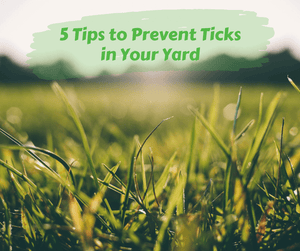 5 Tips to Prevent Ticks in Your Yard