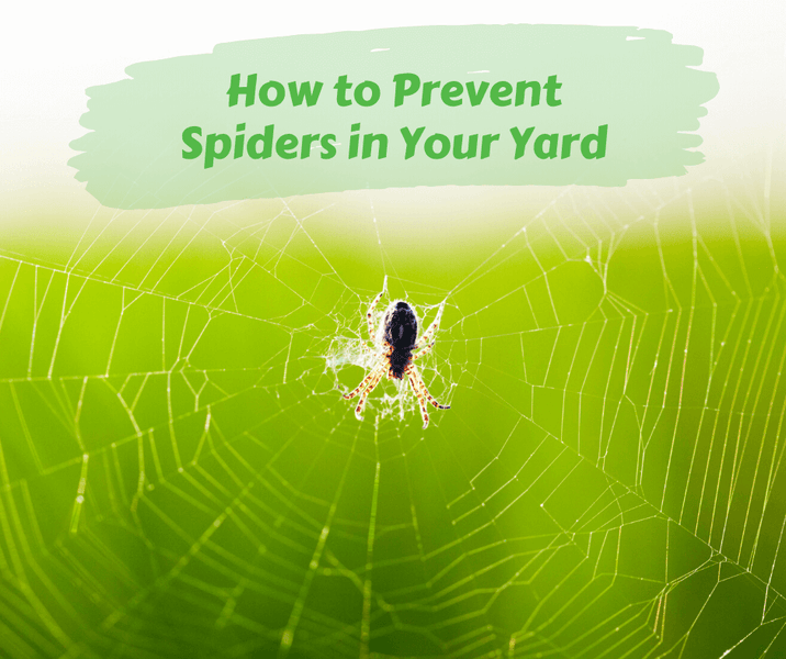 How to Prevent Spiders in Your Yard