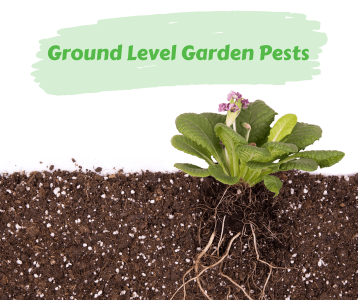 Ground Level Garden Pests