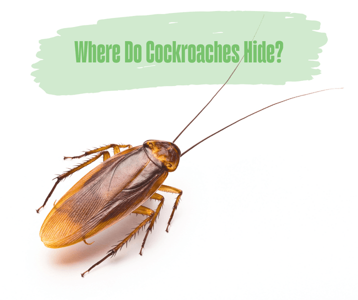 Where Do Cockroaches Hide?