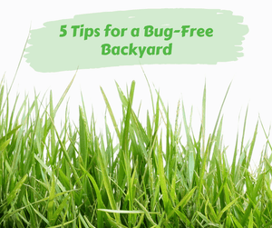 5 Tips for a Bug-Free Backyard