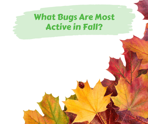 What Bugs Are Most Active in Fall?